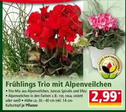 Norma Frühlings Trio mit Alpenveilchen Angebot