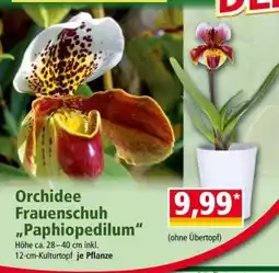 Norma Orchidee Frauenschuh „Paphiopedilum“ Angebot