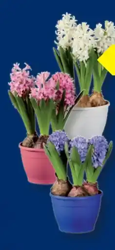 Lidl Hyazinthen Angebot