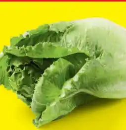 Lidl Romanasalat Angebot