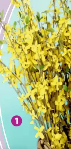 Thomas Philipps Forsythienstängel Angebot