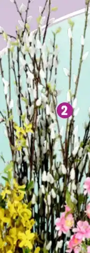 Thomas Philipps Weidenkätzchen Angebot