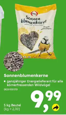 Globus Baumarkt elles Sonnenblumenkerne Angebot