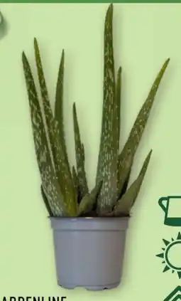 Aldi Nord Gardenline Aloe vera Angebot