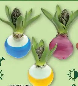 Aldi Nord Gardenline Hyazinthen Angebot