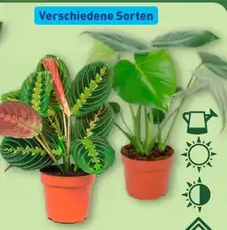 Aldi Nord Gardenline Premium Grünpflanze Angebot