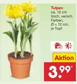 Netto Marken-Discount Tulpen im Topf Angebot