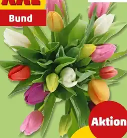 PENNY Tulpen Harlekin XXL Angebot