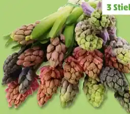 PENNY Hyazinthen Angebot