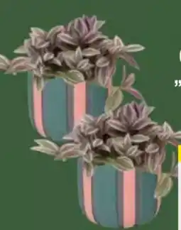 E-Center Tradescantia unicorn Angebot