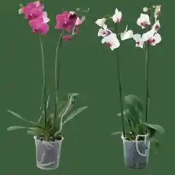 E-Center Orchideen Phalaenopsis Angebot