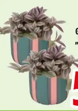 Edeka Tradescantia unicorn Angebot