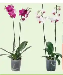Edeka Orchideen Phalaenopsis Angebot