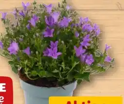REWE Center Rewe Beste Wahl Glockenblume Angebot
