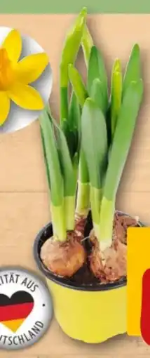 REWE Center Narzisse Angebot