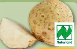 REWE Rewe Bio Knollensellerie Angebot
