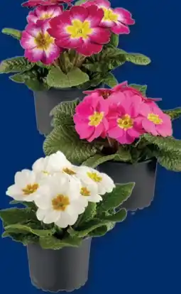 Lidl Primula Acaulis Angebot