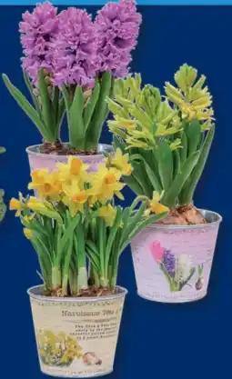 Lidl Blumenzwiebeln Nostalgie Angebot