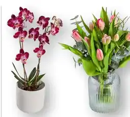 Edeka Schmetterlingsorchideen Angebot