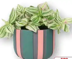 Edeka Grünpflanze in Keramik Angebot