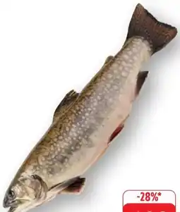 Edeka Saiblinge Angebot