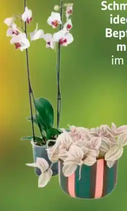 Edeka Schmetterlingsorchidee Angebot