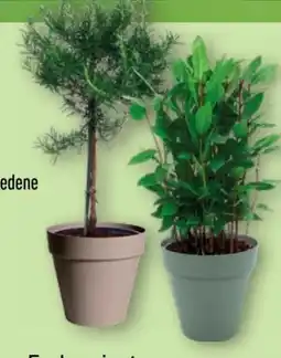 Aldi Nord Gardenline Gewürzstämmchen Angebot