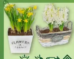 Aldi Nord Gardenline Blumenzwiebeln Angebot