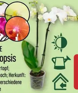 Aldi Nord Gardenline Phalaenopsis Angebot