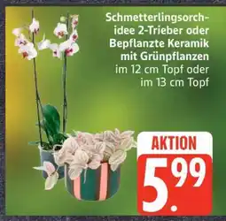 Edeka Schmetterlingsorchidee 2-Trieber oder Bepflanzte Keramik mit Grünpflanzen Angebot