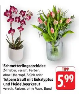 Edeka Schmetterlingsorchidee oder Tulpenstrauß mit Eukalyptus und Heidelbeerkraut Angebot