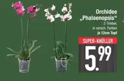 Edeka Orchidee „Phalaenopsis“ Angebot
