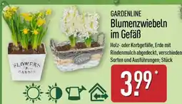 Aldi Nord GARDENLINE Blumenzwiebeln im Gefäß Angebot