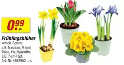 toom Baumarkt Frühlingsblüher Angebot