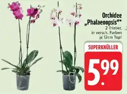 Edeka Orchidee „Phalaenopsis"* Angebot