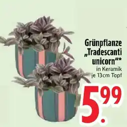 Edeka Grünpflanze „Tradescanti unicorn" Angebot