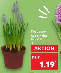Kaufland Traubenhyazinthe Angebot