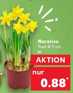 Kaufland Narzisse Angebot