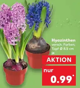 Kaufland Hyazinthen Angebot
