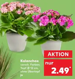 Kaufland Kalanchoe Angebot