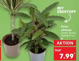 Kaufland Grünpflanze Angebot