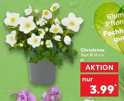 Kaufland Christrose Topf Ø 12 cm Angebot