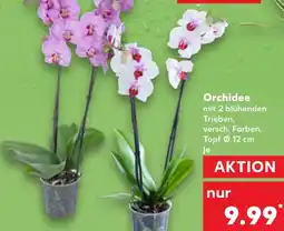 Kaufland Orchidee Angebot