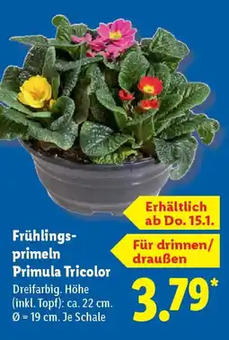 Lidl Frühlings Primula Tricolor Angebot