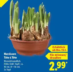 Lidl Narzissen Tête à Tête Angebot