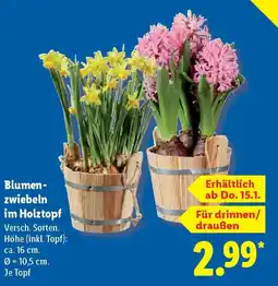 Lidl Blumenzwiebeln im Holzstopf Angebot
