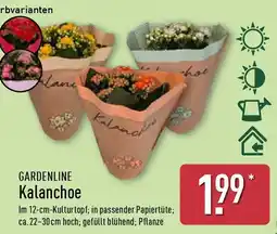 Aldi Nord GARDENLINE Kalanchoe Angebot
