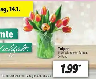 Lidl Tulpen Angebot