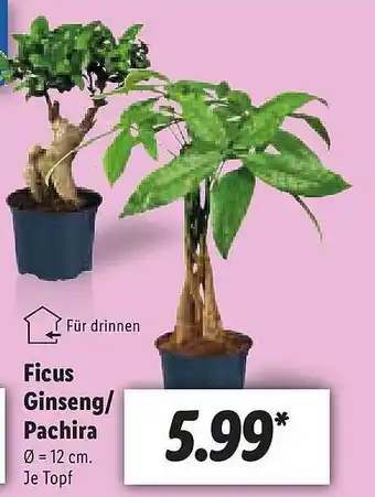 Lidl Für Drinnen Ficus Ginseng Oder Pachira Angebot