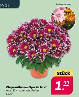 NETTO Chrysanthemen Special Mix Angebot